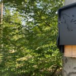 Abendführung im Licht und Luftbad Hanau rückt Fledermäuse in den Blick