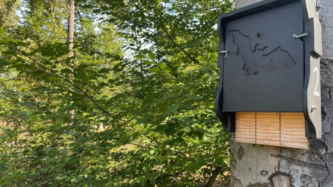 Abendführung im Licht und Luftbad Hanau rückt Fledermäuse in den Blick
