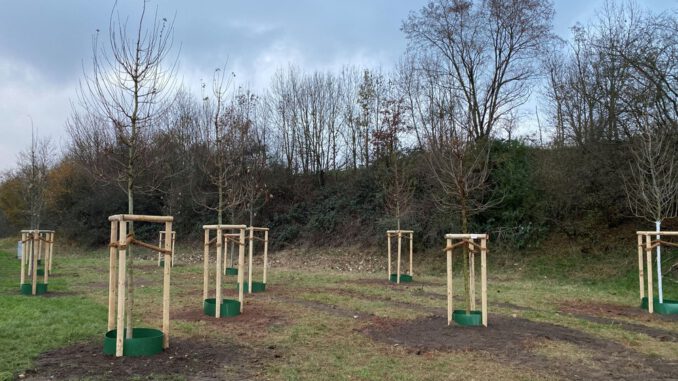 Bürgerwäldchen in Großauheim eingeweiht: Spender finanzieren hitzeresistente Bäume Bürgerwäldchen in Großauheim eingeweiht: Spender finanzieren hitzeresistente Bäume