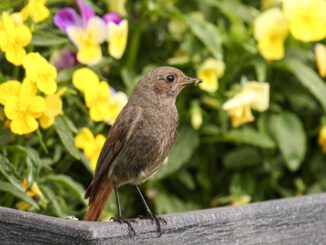 Eitorfer Frühling 2023: Rückblick auf Veranstaltungen, Highlights und Impressionen