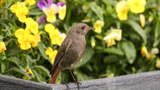 Eitorfer Frühling 2023: Rückblick auf Veranstaltungen, Highlights und Impressionen