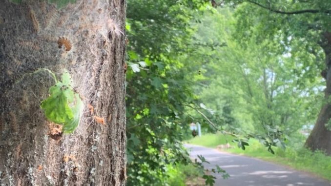 Eltville entfernt Nester des Eichenprozessionsspinners am Leinpfad Eltville entfernt Nester des Eichenprozessionsspinners am Leinpfad