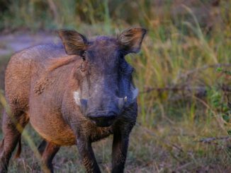 Keine neuen ASP-Funde seit Februar: Rheingau-Taunus-Kreis zieht Bilanz