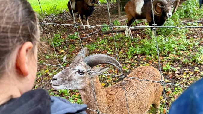 Osterferienaktion im Wildpark für 26 Hanauer Kinder