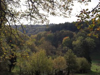 Rauenthal erhält neuen 5,4 Kilometer langen Rundweg mit Aussichtspunkt Maspen