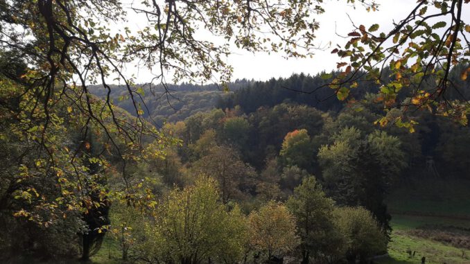 Rauenthal erhält neuen 5,4 Kilometer langen Rundweg mit Aussichtspunkt Maspen