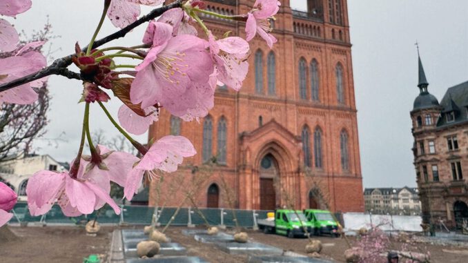 Schlossplatz in Wiesbaden: 24 neue Bäume mit unterirdischer Bewässerung sollen Dauergrün sichern
