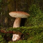 Wiesbaden organisiert Pilzexkursionen und Bestimmungshilfen im September