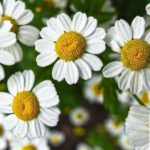 Workshop für Blumengestecke im Mehrgenerationenhaus Eltville am 9. Juli