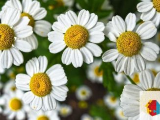 Workshop für Blumengestecke im Mehrgenerationenhaus Eltville am 9. Juli