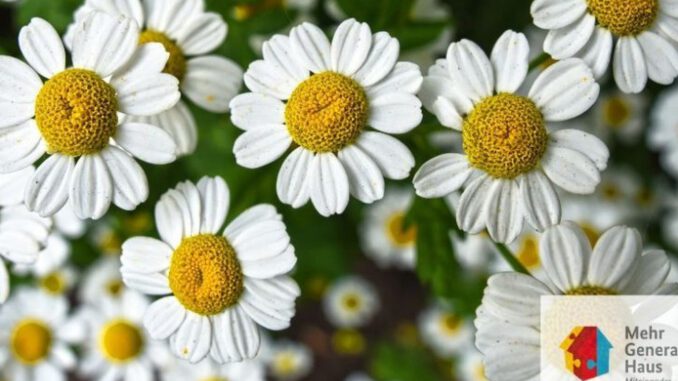 Workshop für Blumengestecke im Mehrgenerationenhaus Eltville am 9. Juli Workshop für Blumengestecke im Mehrgenerationenhaus Eltville am 9. Juli