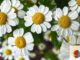 Workshop für Blumengestecke im Mehrgenerationenhaus Eltville am 9. Juli